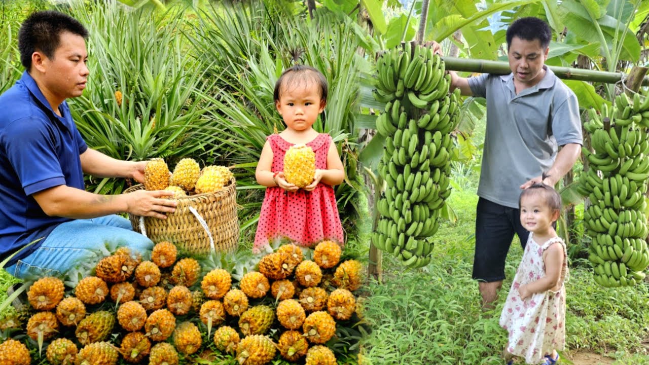 FULL VIDEO:90 Days of harvesting agricultural products from the farm to go to the market to sell
