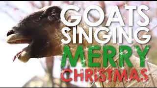 Goats Singing Merry Christmas [ Advent Calendar ]