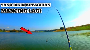 Ini Yang bikin ketagihan mancing lagi tarikannya mantap||waduk pacal bojonegoro||mancing nila babon