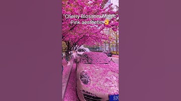 Thumbnail of Get Ready for JAPAN'S Most Beautiful Season Cherry Blossom 🌸 #pinkeasthetic #naturelovers #trending