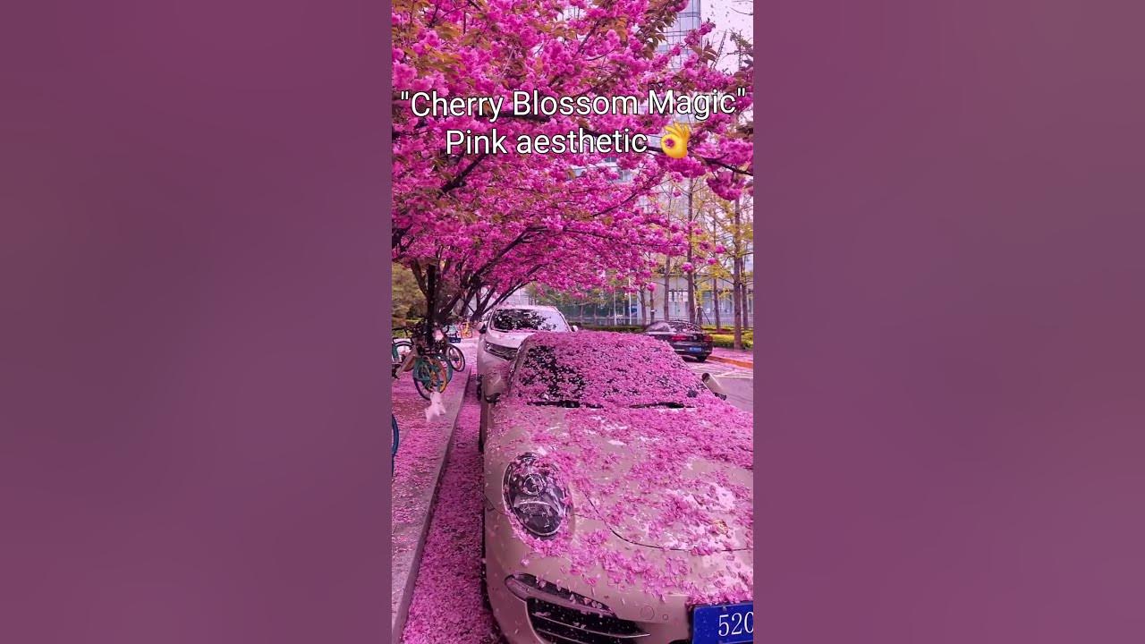 Get Ready for JAPAN'S Most Beautiful Season Cherry Blossom 🌸 #pinkeasthetic #naturelovers #trending