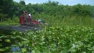 Lake Okeechobee Airboat tour eagle bay