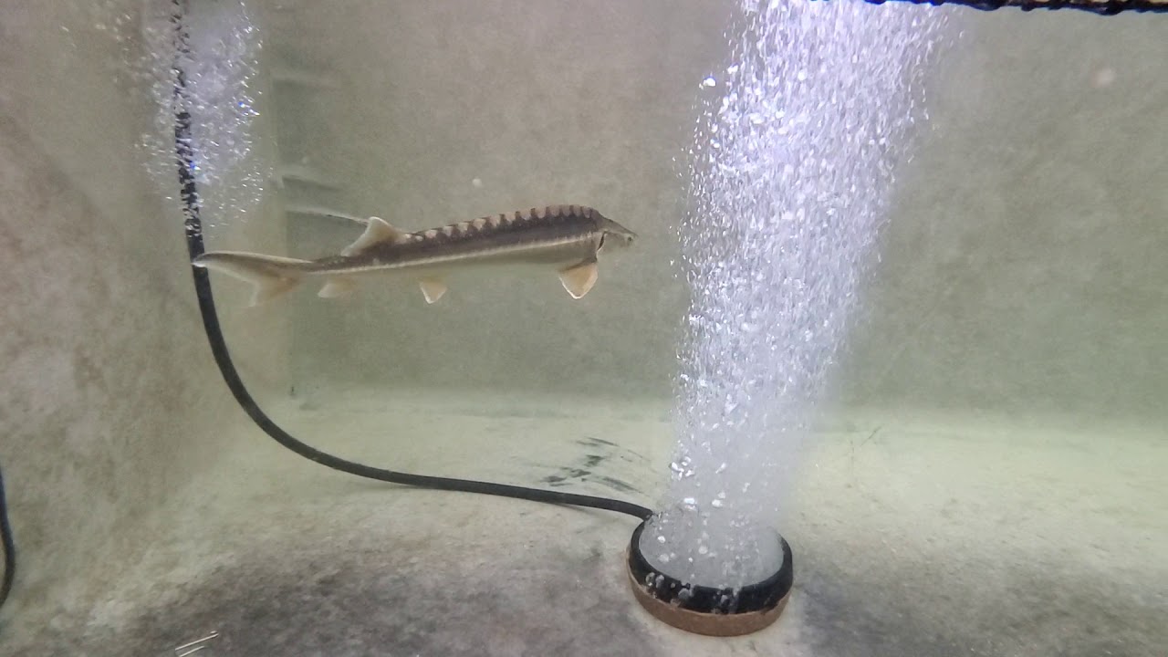 Diamond Strugeon 2 years old