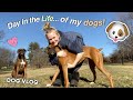 Dog Vlog! | Day In The Life of My Dogs!