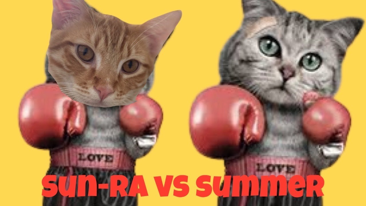 Boxing Match! Sun Ra vs Summer #kitten #cats #boxing #funny #kids - YouTube