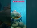 මින් මැදුර 💕🐠🐠 Dehiwala Zoo 💕 Sri Lanka #shortvideo #dehiwala #fish