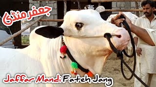 Jaffar Mandi Today update ll Fateh jangi bulls ll 31/05/2024 ll Part 2 ll Bhata chowk mandi update