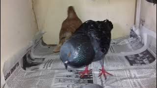 Suara Burung Merpati Gacor 😀