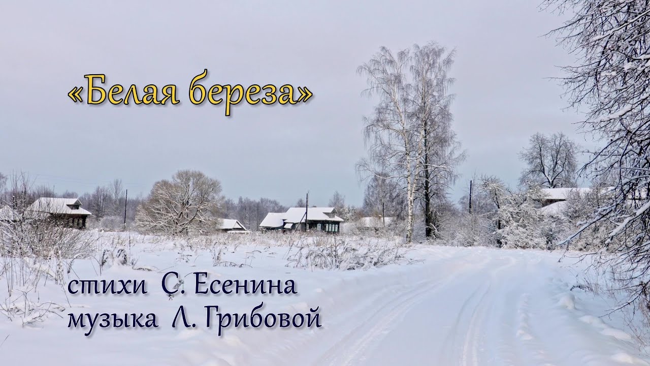 Минус песни плачет белая береза. Белая береза Сумская область. Белая береза манчжурская. Белая береза Краснодар. Корни плакала береза клип.