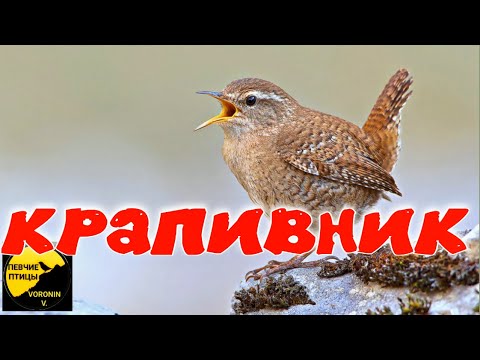 Крапивник интересные факты и описание , орешек / Крапивник обыкновенный и интересные факты о нем