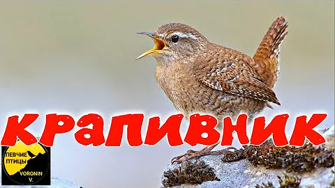 Крапивник интересные факты и описание , орешек / Крапивник обыкновенный и интересные факты о нем