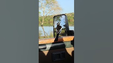 Bird fights himself in the mirror!!  Who is he trying to chase away!?