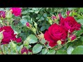 源Roses In Changeable July 2025 Showers Hail Heat 源Roses In Changeable July 2025 Showers Hail Heat