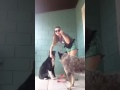 Considerações importantes para antes de sair para passear com o seu cachorro