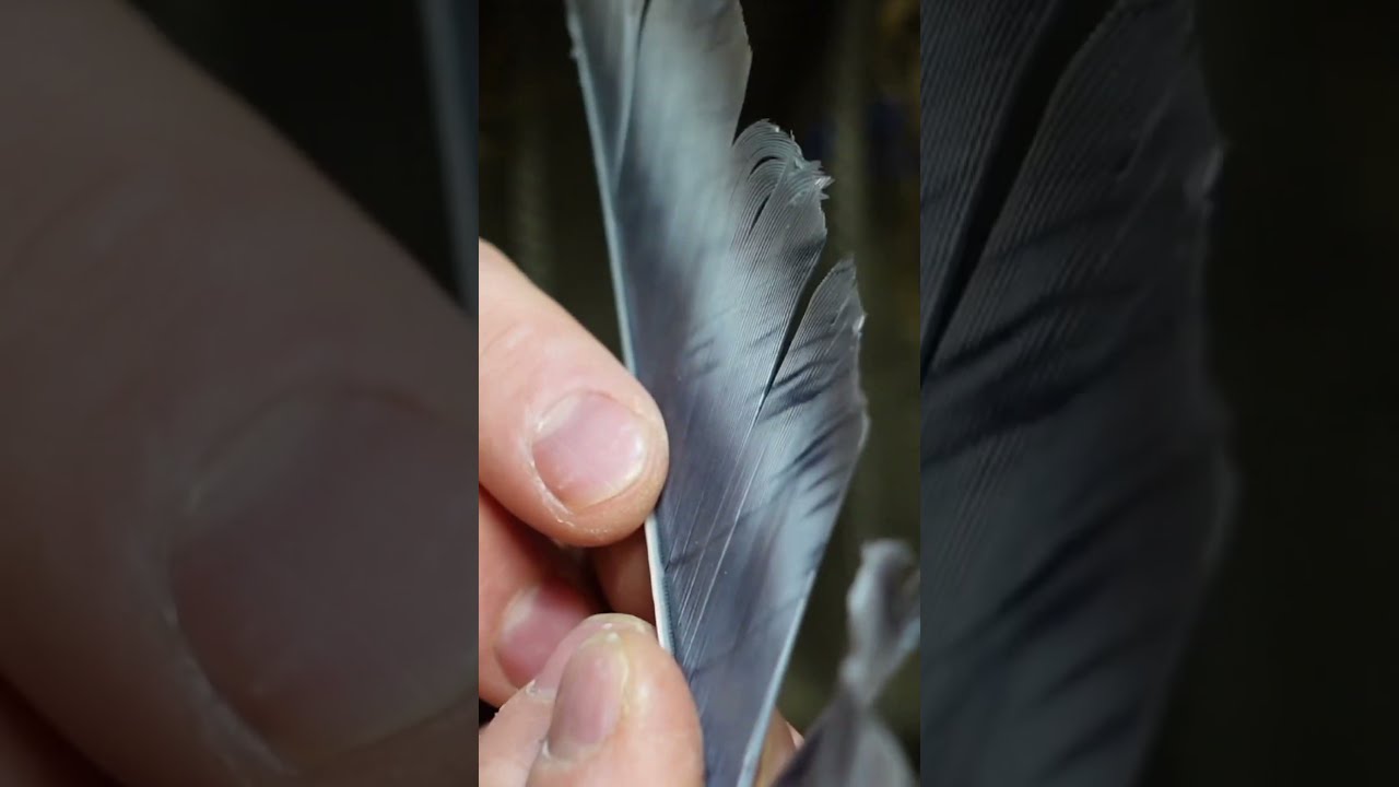 ARROW Fletching The CORRECT Feather Selection Arrowhead Hunting Archery Survival Bushcraft