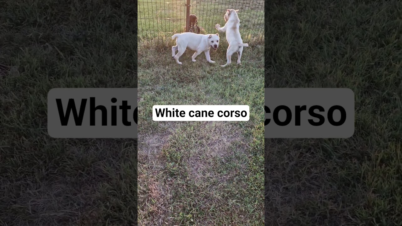 White cane corso puppies from Maxima lux kennel. #whitecanecorso #puppy #strawcanecorso l
