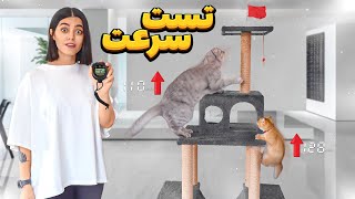 تست سرعت و هوش از فی فی و‌ مایکی 🤣 فکر‌میکنید کی‌ میبره؟