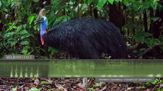 Cassowary Sound & Calls  The deep growls & rumbles of a Southern Cassowary