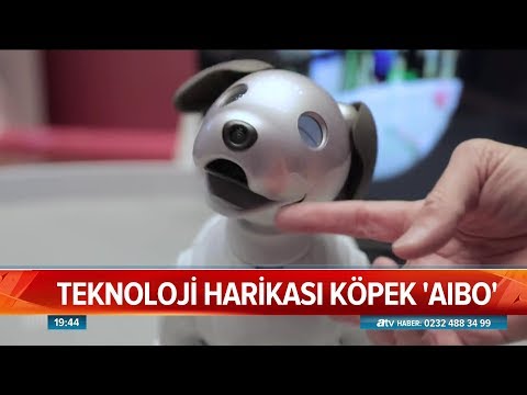 Teknoloji harikası köpek Aibo - Atv Haber 3 Temmuz 2019