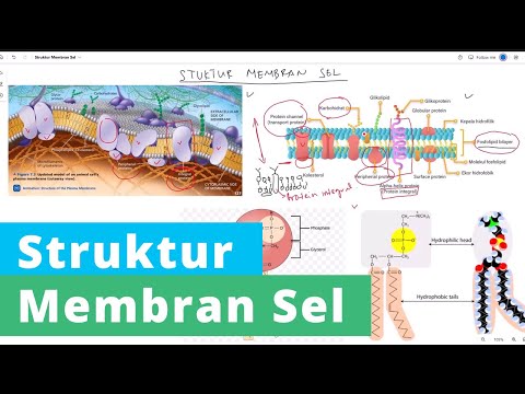 Video: Terbuat dari apakah reseptor membran sel?