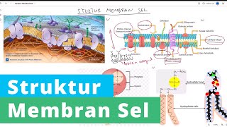 Struktur Membran Sel