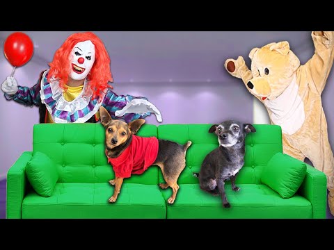 pranking-our-dogs-with-halloween-costumes!-(creepy-clown-doll-and-giant-bear)-|-pawzam-dogs