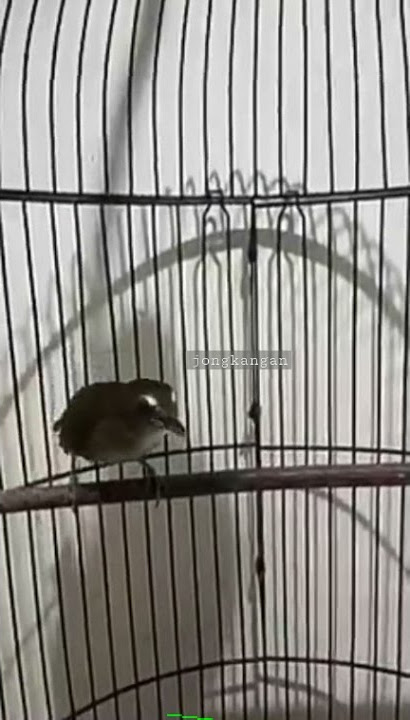 Burung Jongkangan gacor..rasa sikatan Londo lurr..