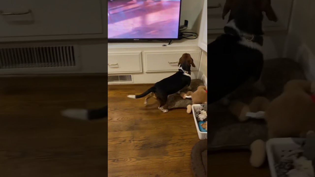 🐶Molly our Jack A Bee (Beagle Jack Russell) is looking at our YouTube Channel Eden Oaks Beagles😂