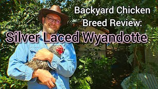 Backyard Chicken Breed Review: Silver Laced Wyandotte Hens by Sacredly Simple Nature and Homestead 5,536 views 10 months ago 6 minutes, 57 seconds