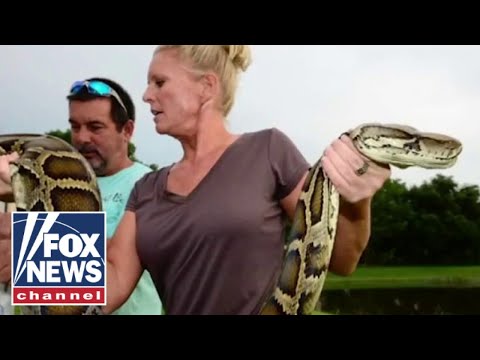 'Python Huntress' helps Florida tackle slithering reptile invasion