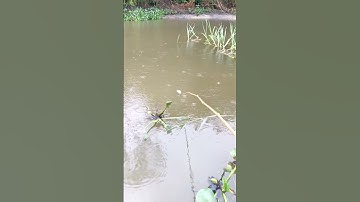 câu cá giữa trời mưa#shorts