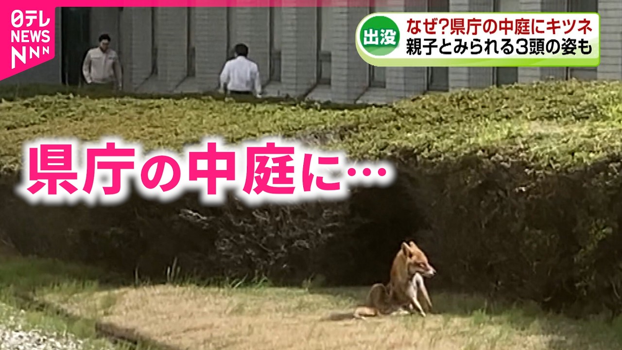 【出現】野生のキツネ！くつろぐ親子の姿も 県庁の中庭に出現の訳は？　新潟　NNNセレクション