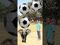 Rounding coconuts to Duck, Peacock, Pigeon &amp; Parrot - Birds names magic video#foryou#plzsupport