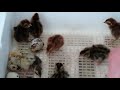 18 days later - opening quail incubator