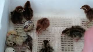 18 days later - opening quail incubator