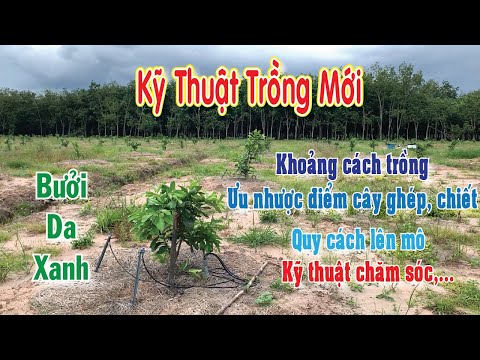 Video: Ficus Daniel: mô tả, đặc điểm về trồng trọt và chăm sóc, quy tắc cấy ghép, ảnh