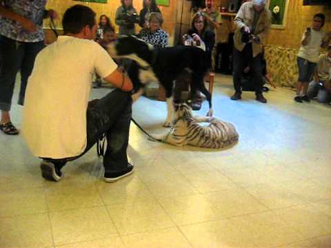 Tiger cub and great dane play, Animal Advocates, M...