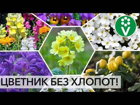 Видео: Цветной фонарь кластера