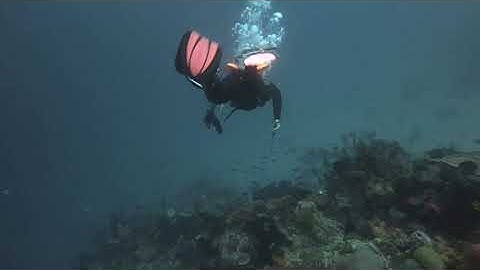 FUN DIVE bareng IRWASDA POLDA SULTENG Part 1 (Tolitoli - Sulawesi Tengah)
