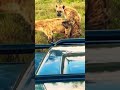 HYENAS MATING😱 Amazing-#shorts #hyena #mating #amazing