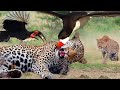 The Battle Of The King Of The Sky And The King Of The Jungle - Bird Attack Lion, Leopard,...