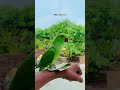 Mithhu ne 500 ka note fad diya 😱🦜 #trending #talkingparot #birds #parrotlover #funny #shortsfeed