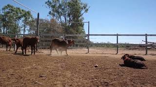 Australian Working Kelpies Educating Young Cattle