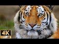 Siberian tiger moments for relaxation  4k wildlife stock footage