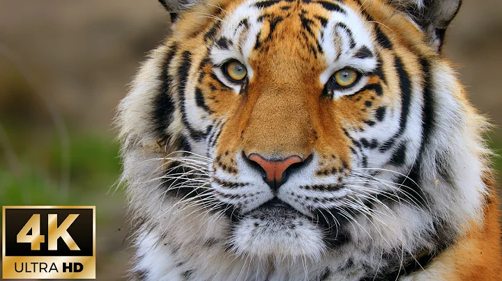 Siberian Tiger Moments for Relaxation / 4K Animal Nature Footage