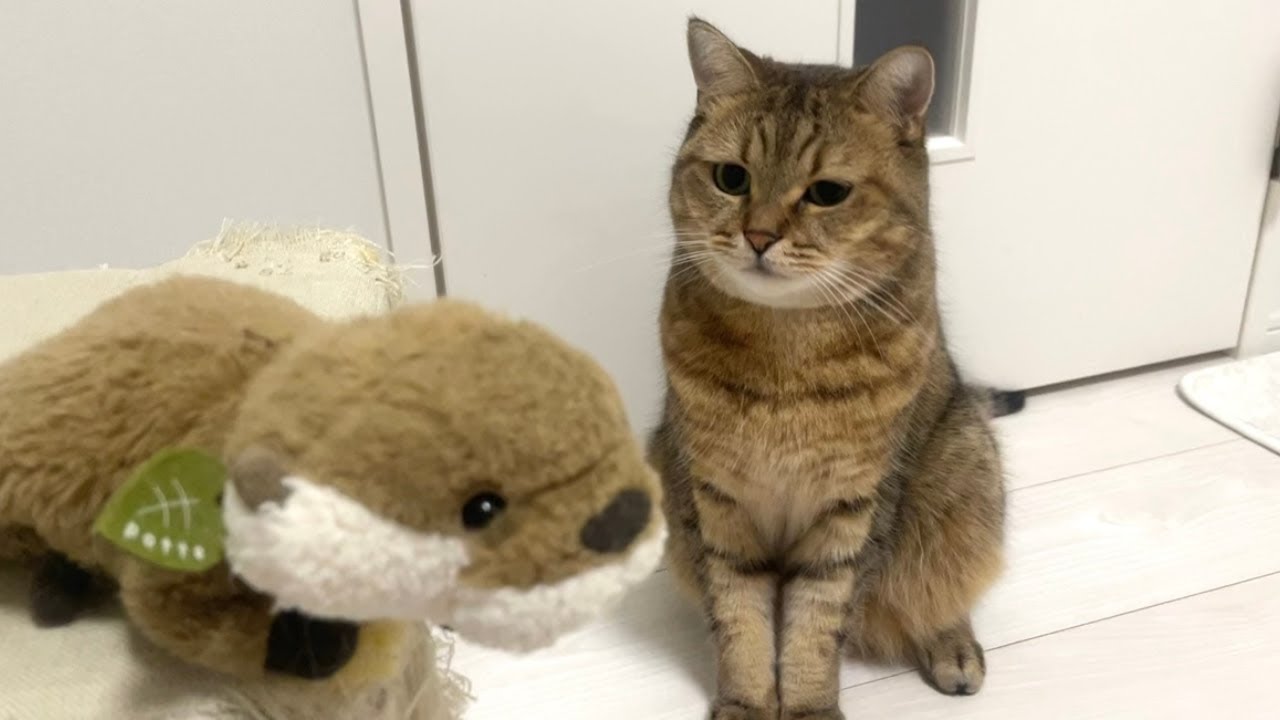 またもや飼い主の目を盗んでカワウソのぬいぐるみをフルボッコにする猫