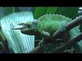Amazing Jackson's Chameleon 🦎