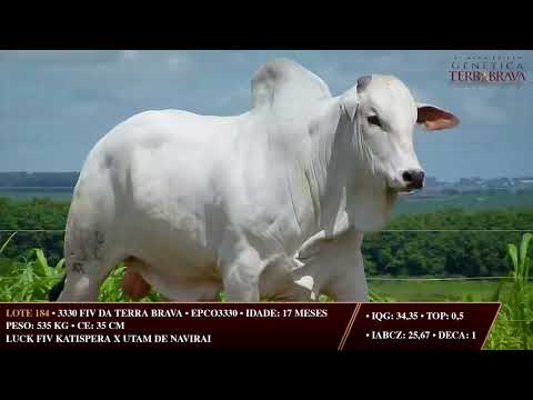 LOTE 184   EPCO 3330