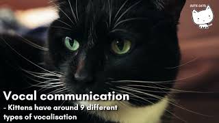 What We Understand about Cats and What They Understand about Us by CuteCats LoveLove 10 views 2 years ago 2 minutes, 44 seconds