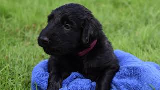 Puppy's uit de Zwarte Polder 2020 by boudewienes 307 views 3 years ago 13 minutes, 35 seconds